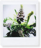 Fujifilm instax SQUARE Film - White